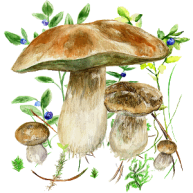 Mushrooms app Logo