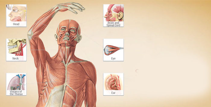 Download Sobotta Anatomy Atlas - excellent human body anatomy app for Android + database